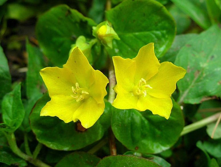 Lysimachia nummularia / Mazza d''oro minore